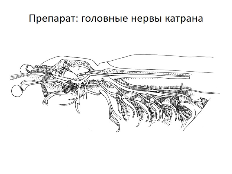 Препарат: головные нервы катрана
